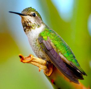 hummingbird - flickr Danny Perez Photography