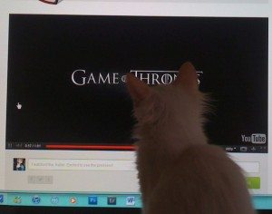 Photo: A cute cat shamelessly pirating Game of Thrones - Flickr/Clarissa Rossarola