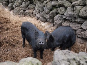 Some cute little black pigs. Photo: Flickr / Lwp Kommunikáció