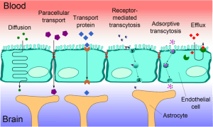 Diagram of transport across the blood brain barrier.  Image: Armin Kuebelbeck \ Wikimedia Commons
