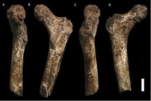 Homo naledi femurs Image: Samuele Nadini / Wikimedia Commons