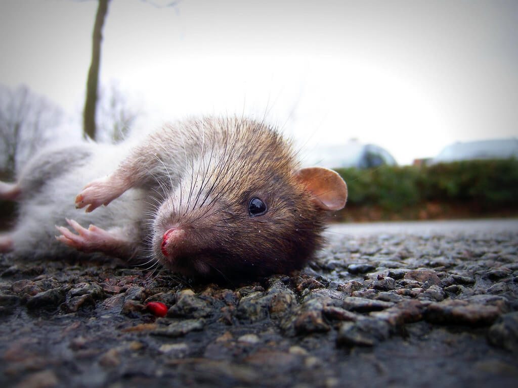 rats in Warwick student housing, rats leamington, rats student homes