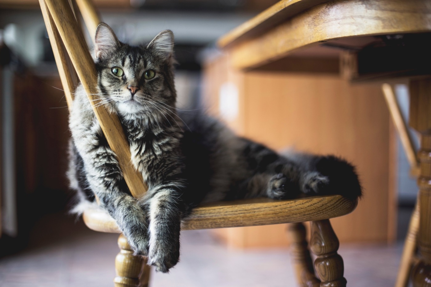 Cats May Recognize Their Own Names—but It Doesn't Mean They Care