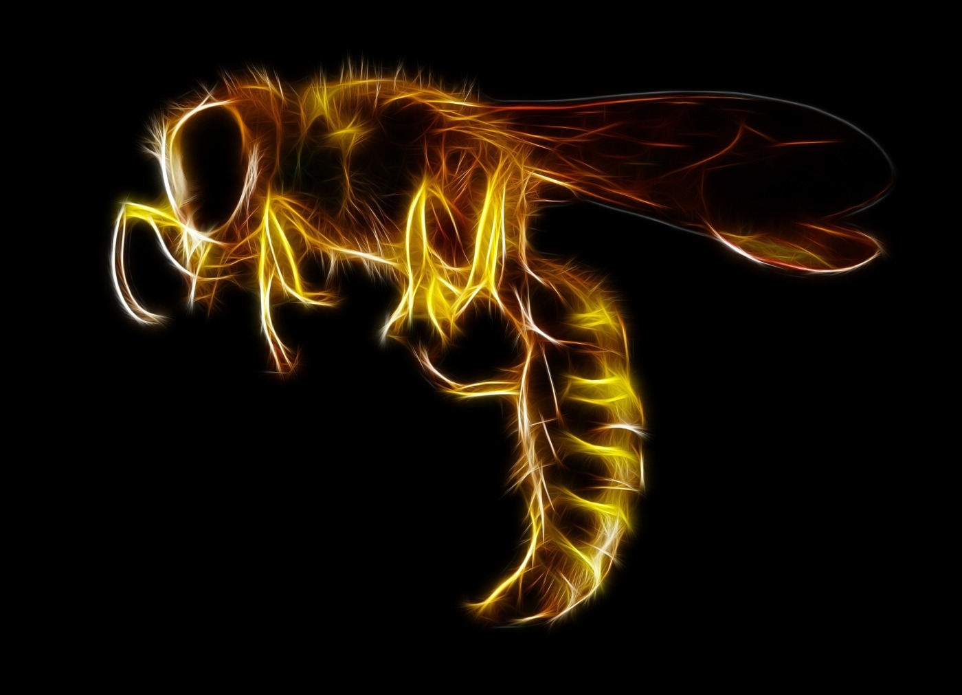 Wasp