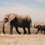 Niassa reserve elephants