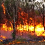 australian-bushfires
