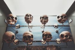 skulls on a row - charlotte