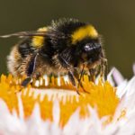 Bee by Richard Kendrick