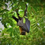 Why bat scientists are keeping their distance