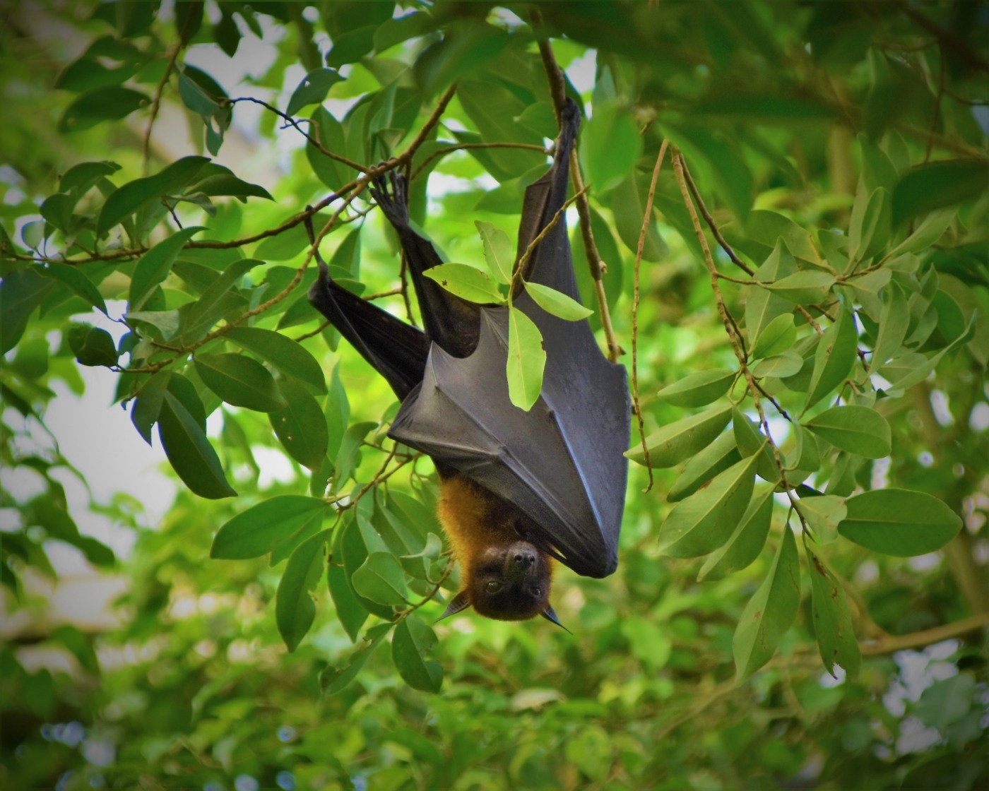 Why bat scientists are keeping their distance