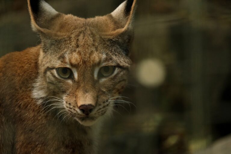 Lynx in Scotland: the question of rewilding - The Boar