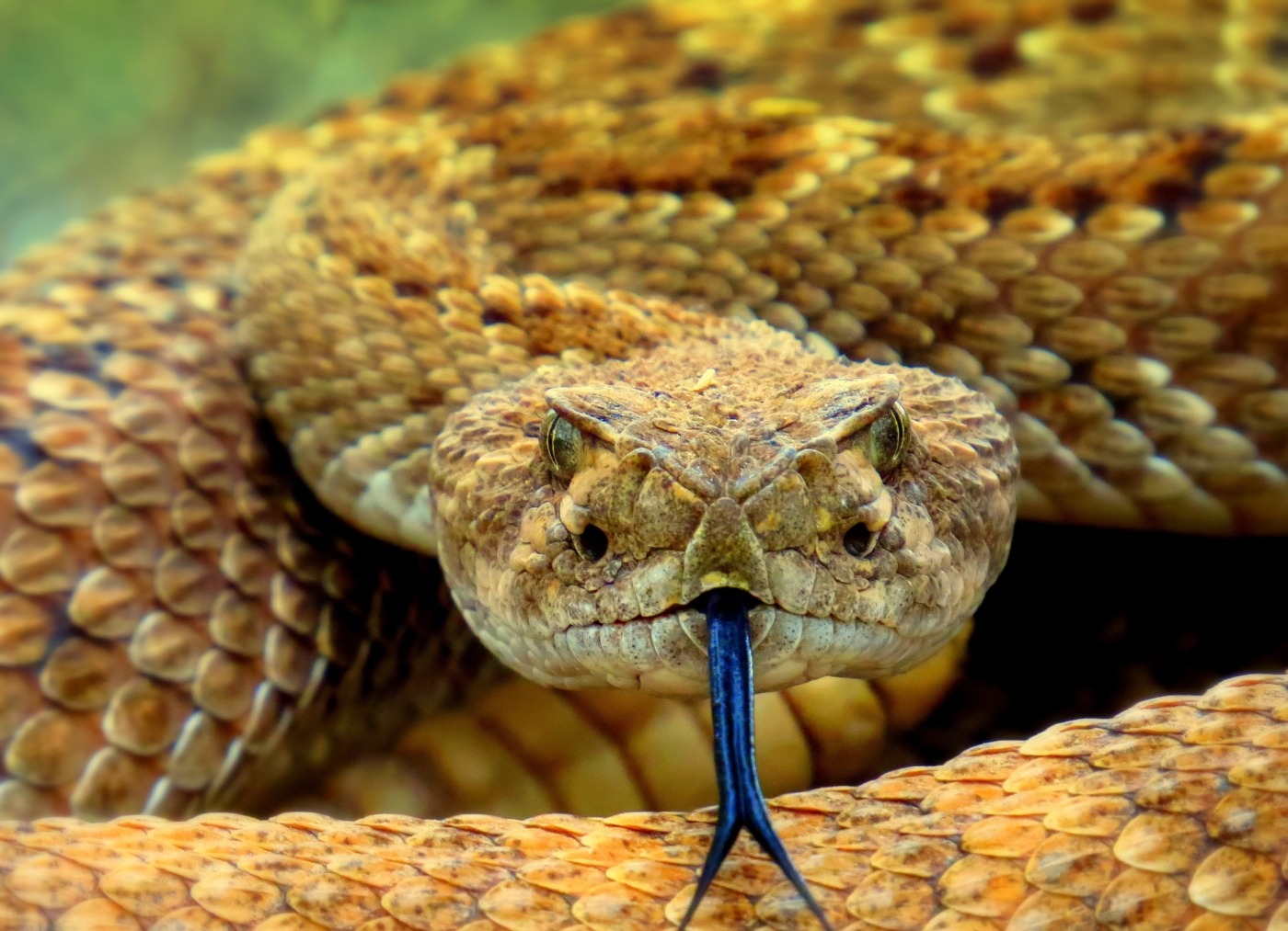snake fangs close up