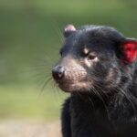 An image of a Tasmanian devil