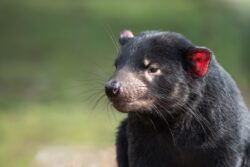 An image of a Tasmanian devil