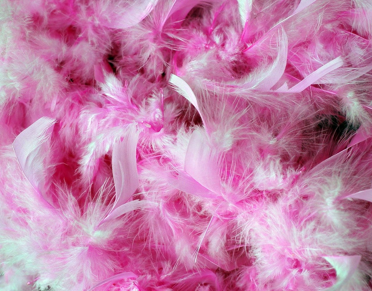 The Feather boa Phenomenon How An Artist s Aesthetic Influences The 