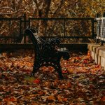 Autumn bench/ Image: Fatih Güney/ Pexels