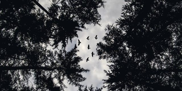 A view of the top of trees with birds flying in the clearing, black and white