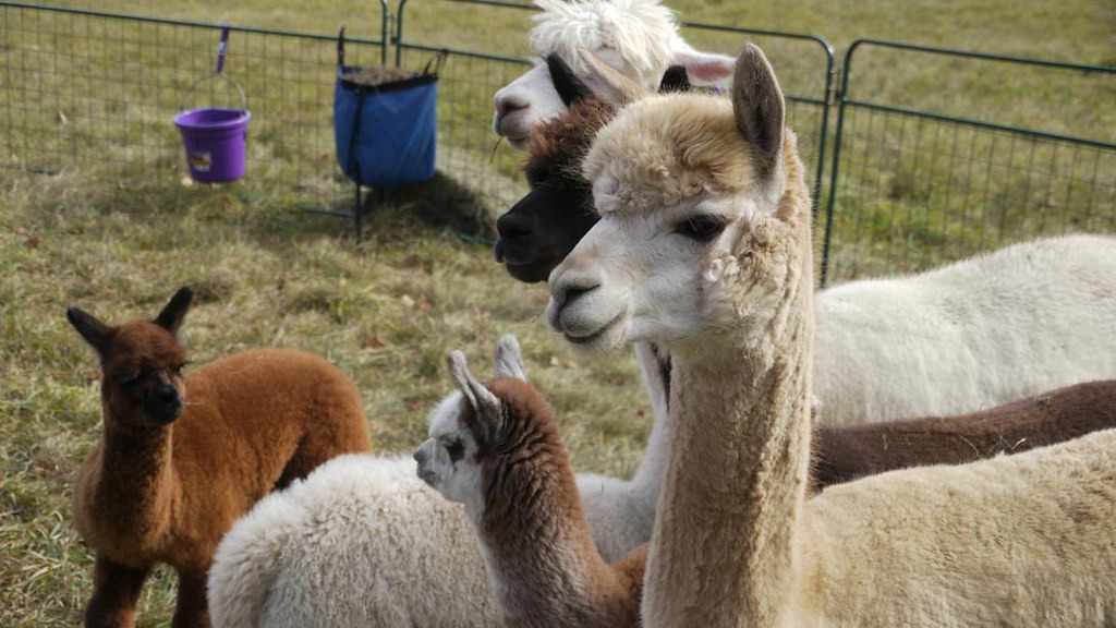 Alpaca/ Image: Robin Bossert/ Flickr