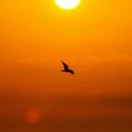 sunrise bird/ Image: Zaid Rian/ Pexels