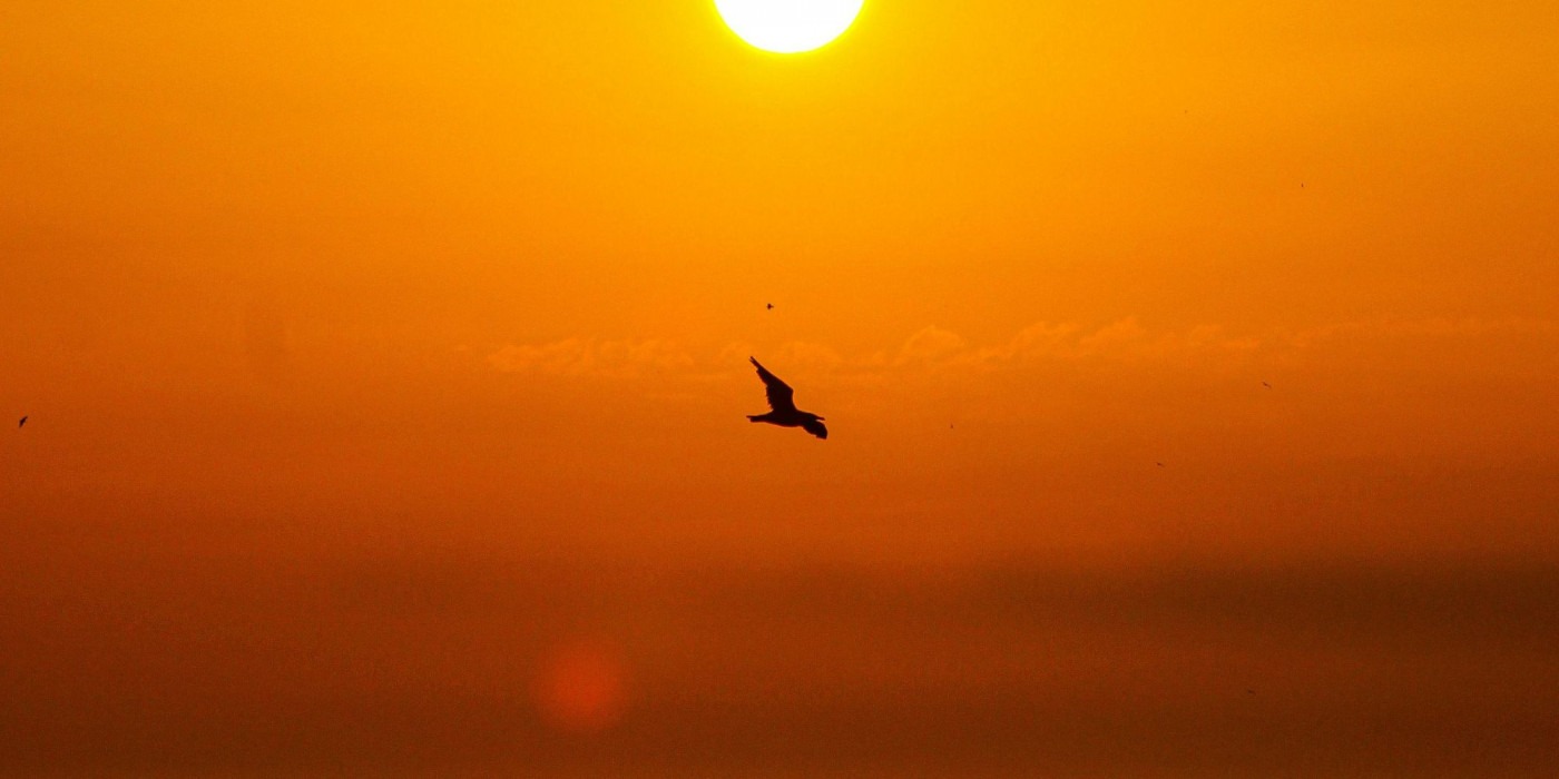 sunrise bird/ Image: Zaid Rian/ Pexels