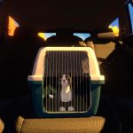 Screenshot from game of cat in a carrier in the backseat of car