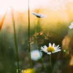 Spring/ Image: Daiga Ellaby/ Unsplash