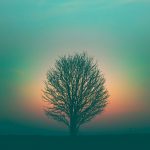 Image: Marek Piwnicki/ Unsplash