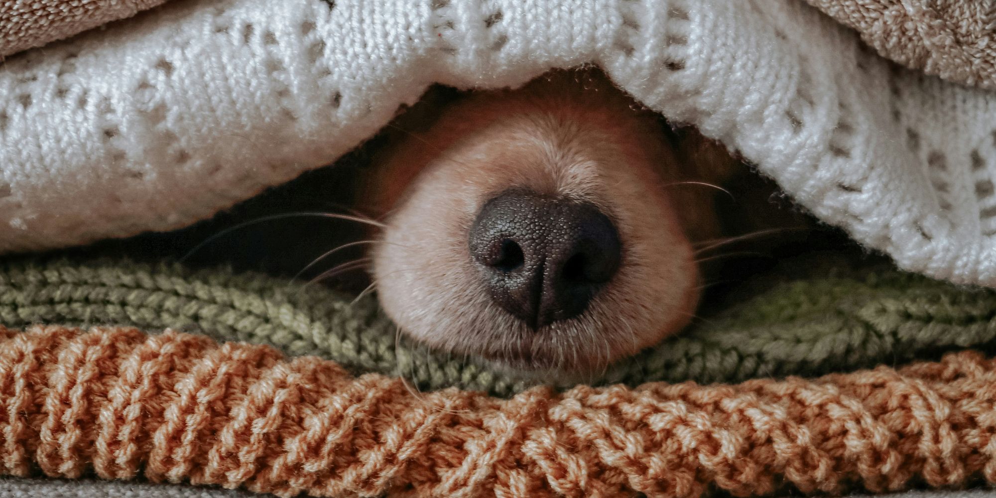 Image: Sdf Rahbar/ Unsplash