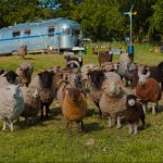 Sheep in a field
