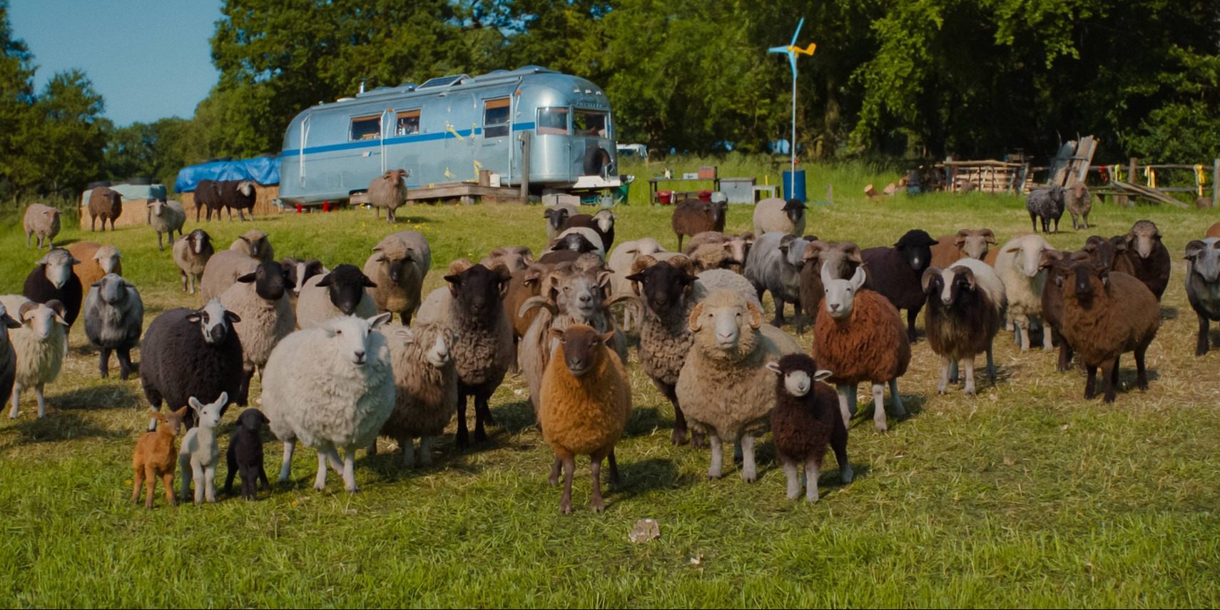 Sheep in a field