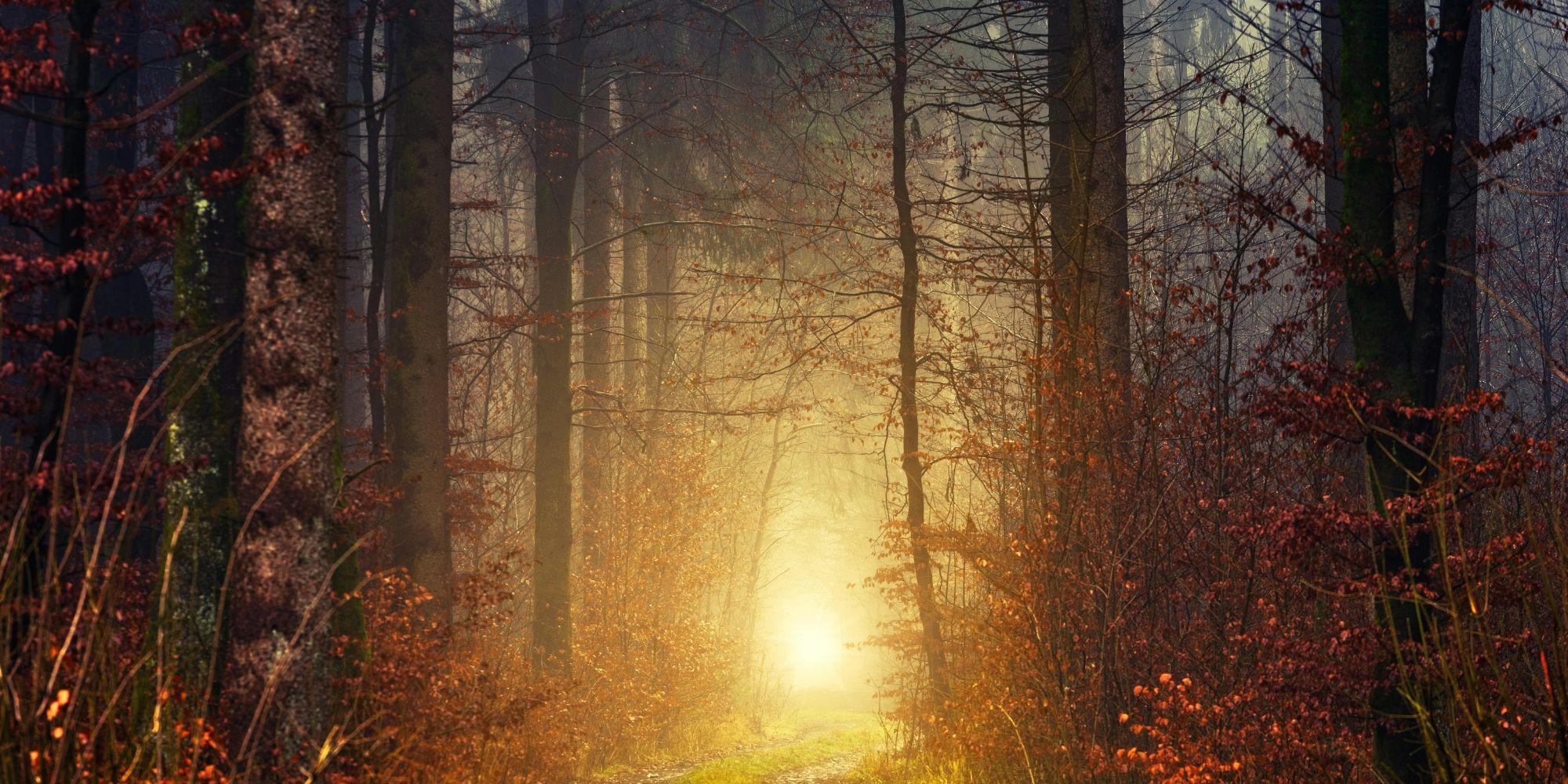 Image: Johannes Plenio/ Pexels