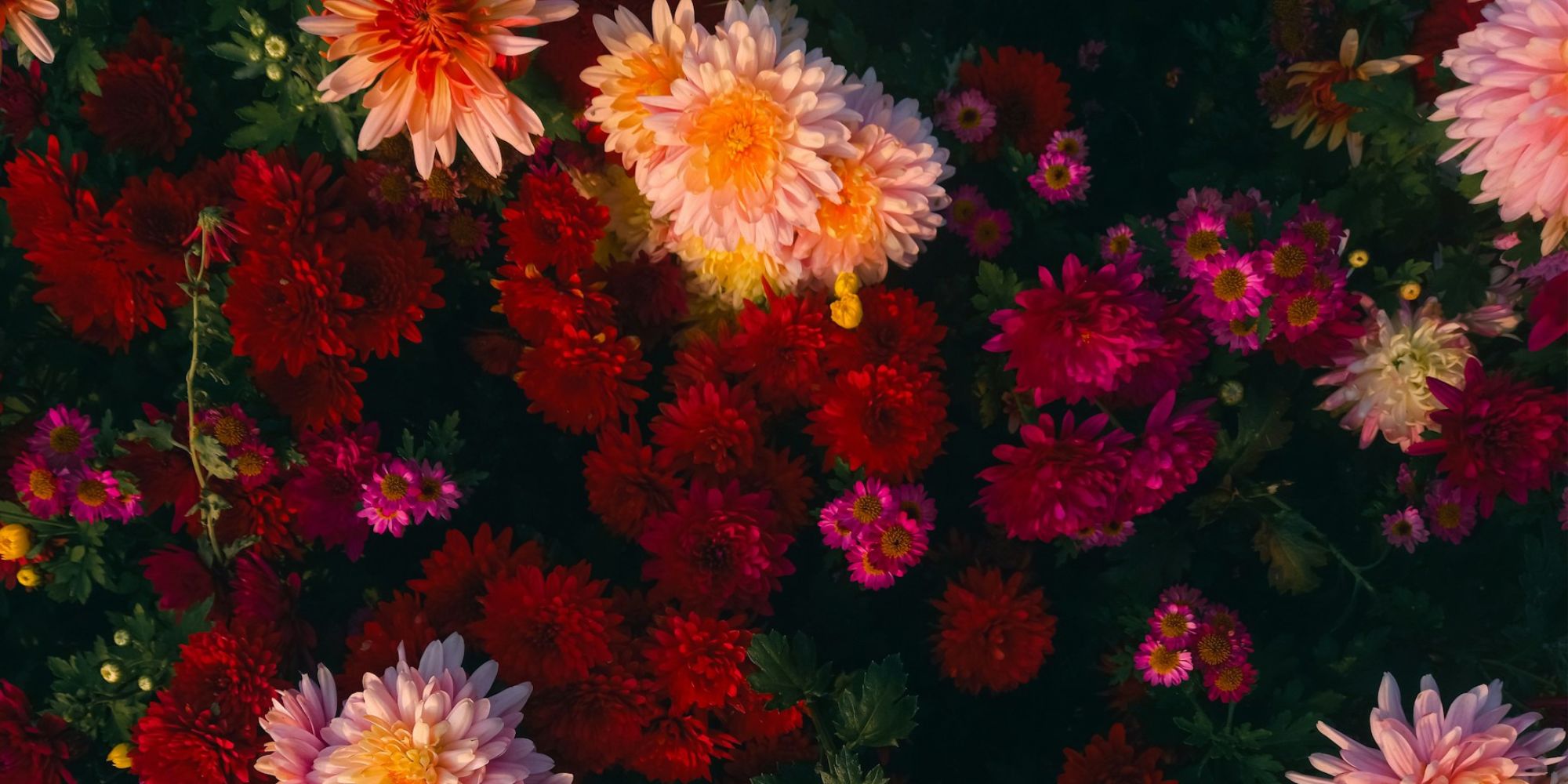 Image: Amid Hasan Emon/ Unsplash